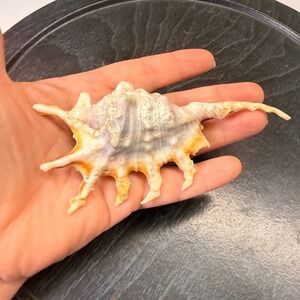 Natural Spider Conch Sea Shell Lambis Lambis Coastal Decor Specimen 4.5 Inch